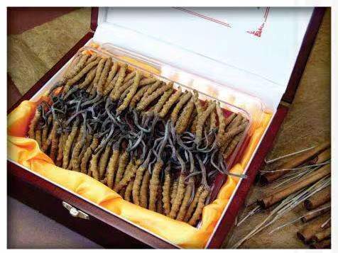 南桥镇冬虫夏草回收